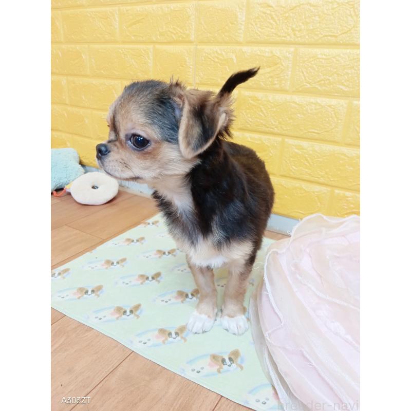 販売中の千葉県のチワワ(ロングコート)-419090の12枚目