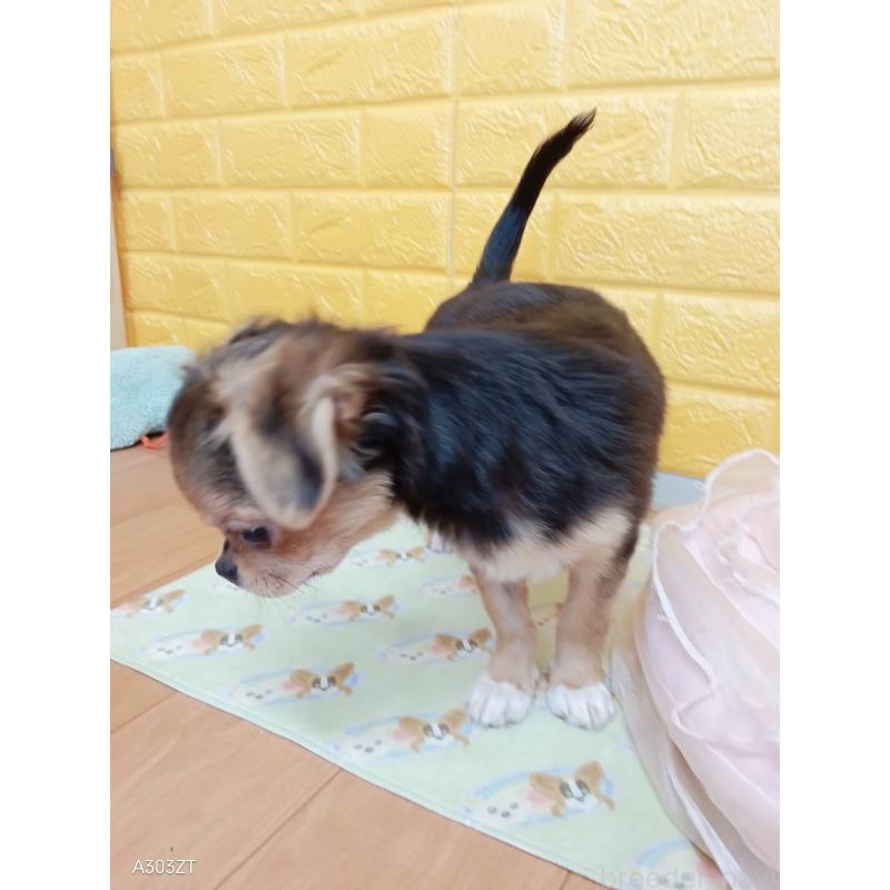 販売中の千葉県のチワワ(ロングコート)-419090の11枚目