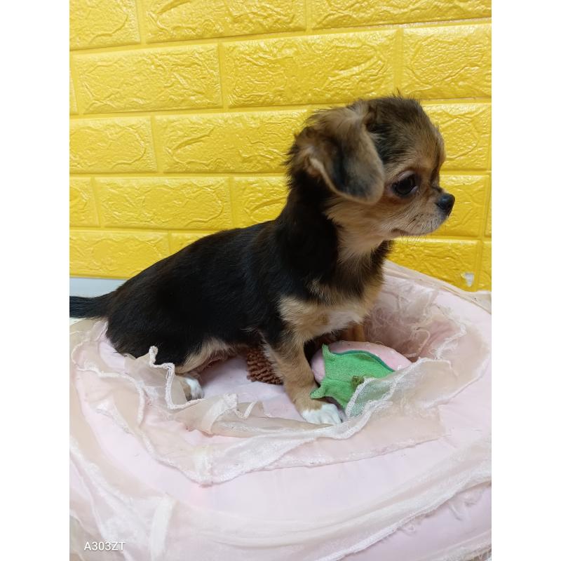 販売中の千葉県のチワワ(ロングコート)-419090の10枚目