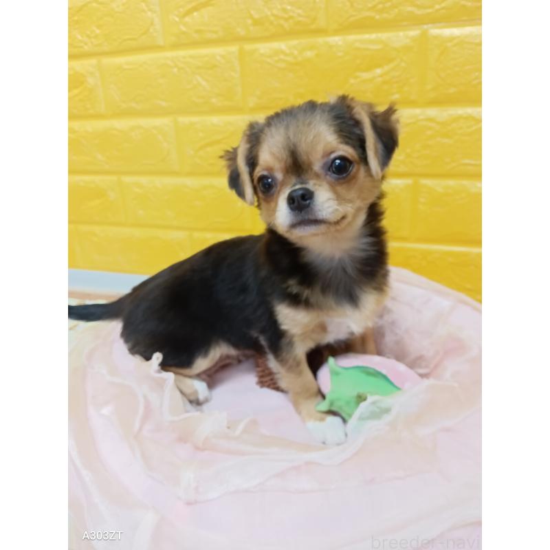 販売中の千葉県のチワワ(ロングコート)-419090の9枚目