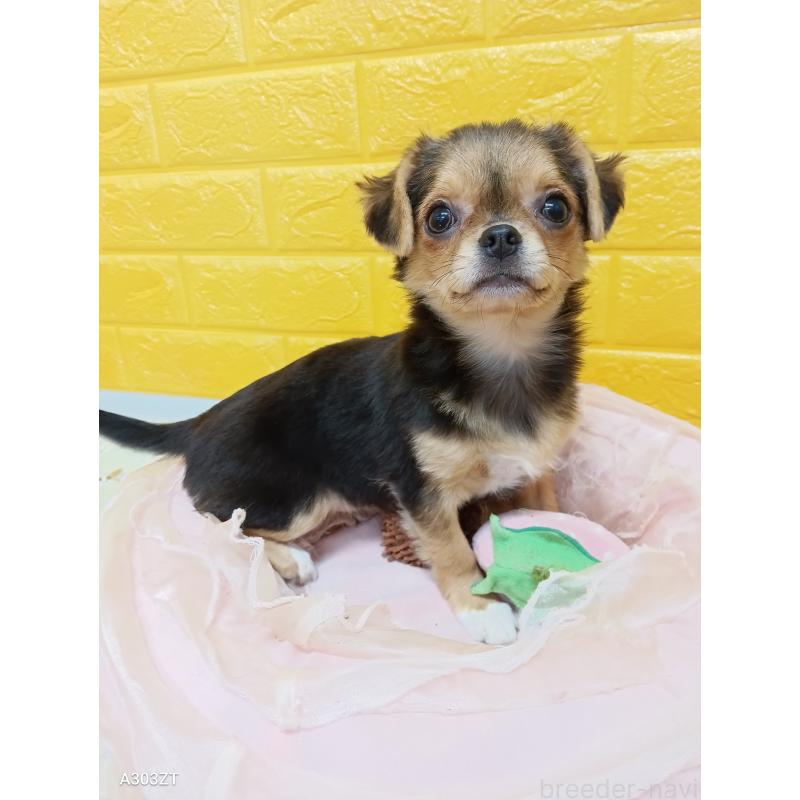 販売中の千葉県のチワワ(ロングコート)-419090の8枚目