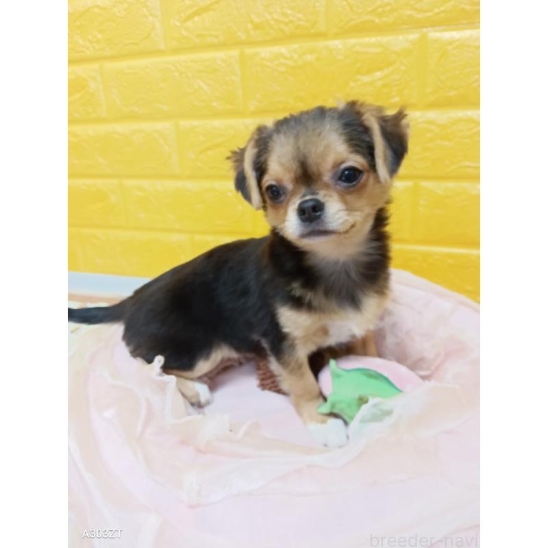 販売中の千葉県のチワワ(ロングコート)-419090の7枚目