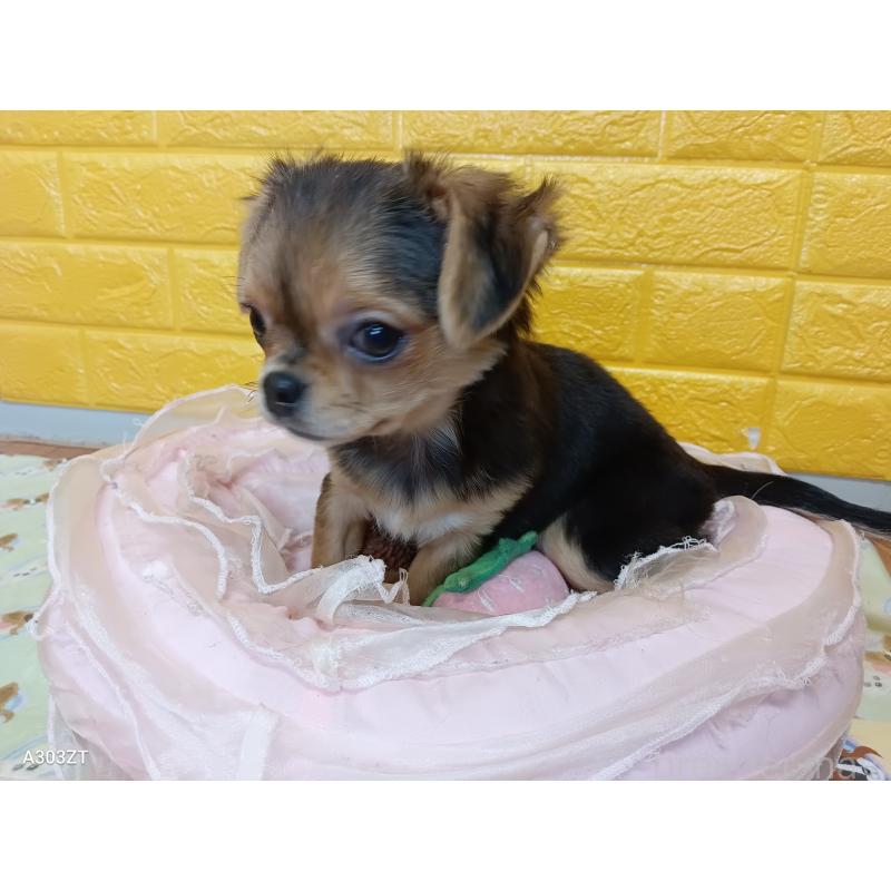 販売中の千葉県のチワワ(ロングコート)-419090の6枚目