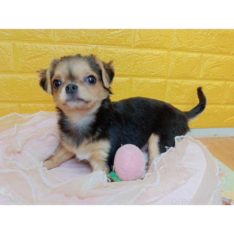 販売中の千葉県のチワワ(ロングコート)-419090の4枚目