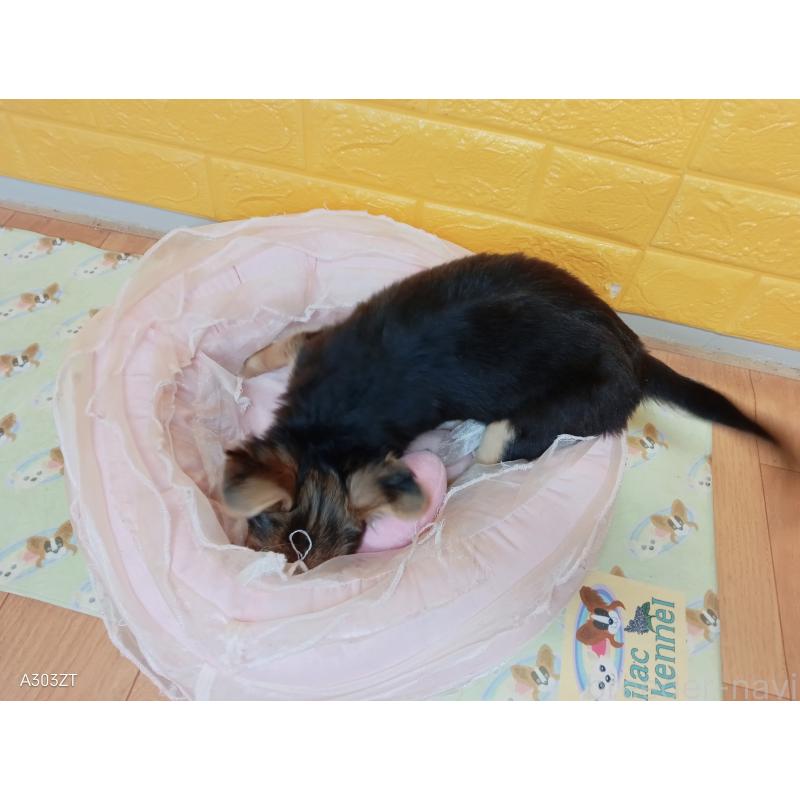 販売中の千葉県のチワワ(ロングコート)-419090の3枚目