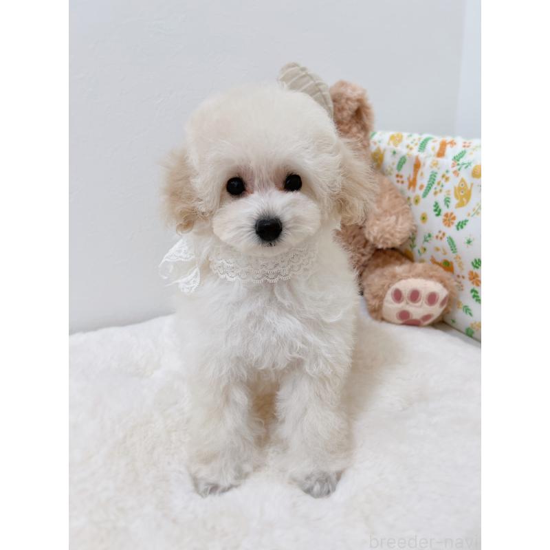 販売中の福岡県のタイニープードル-418527の4枚目