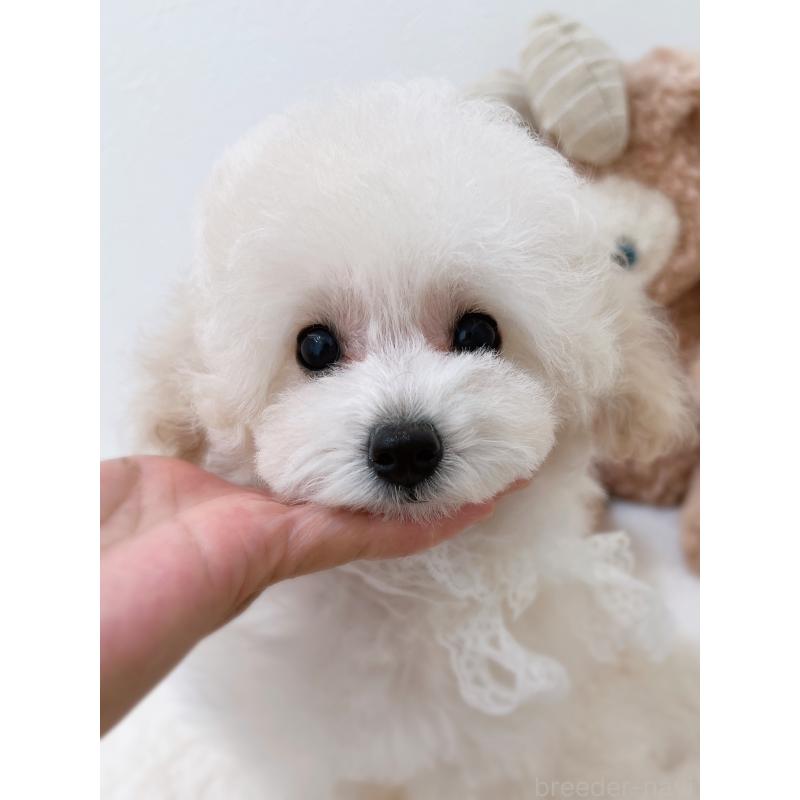 販売中の福岡県のタイニープードル-418527の3枚目