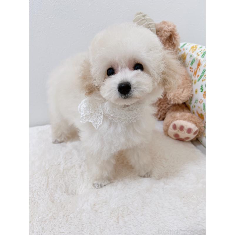 販売中の福岡県のタイニープードル-418527の2枚目