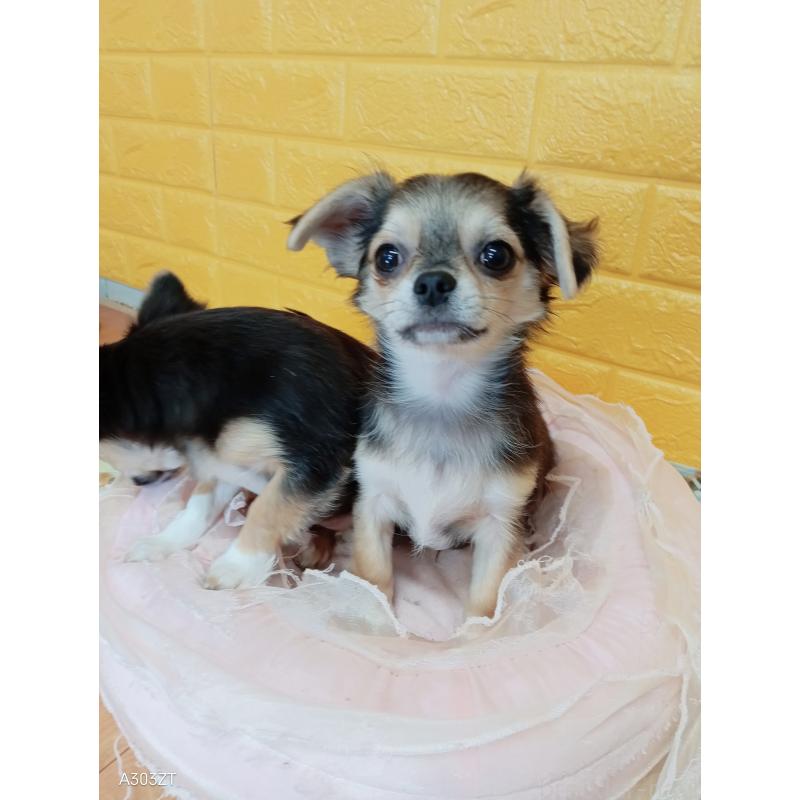 販売中の千葉県のチワワ(ロングコート)-419092の22枚目