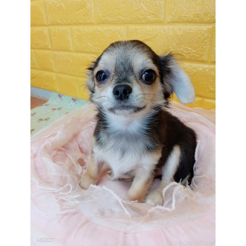 販売中の千葉県のチワワ(ロングコート)-419092の21枚目