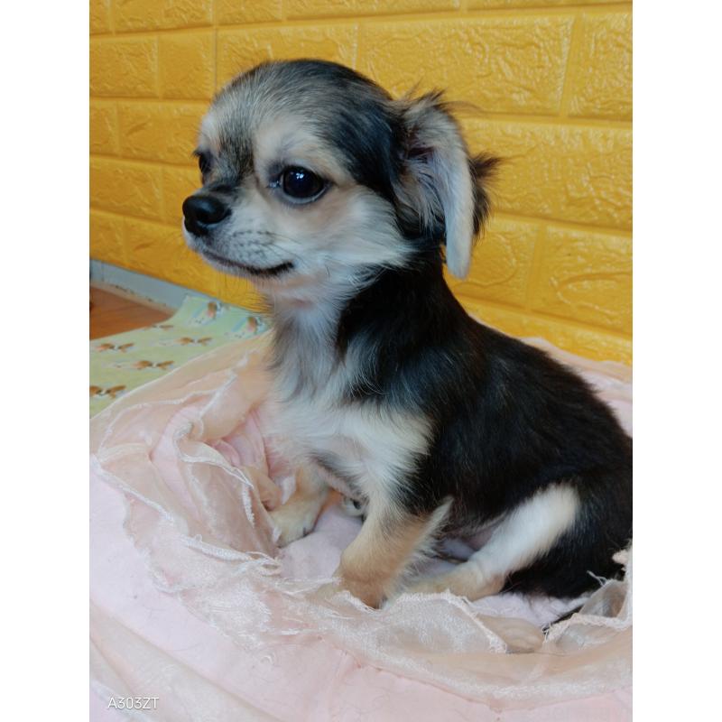 販売中の千葉県のチワワ(ロングコート)-419092の20枚目