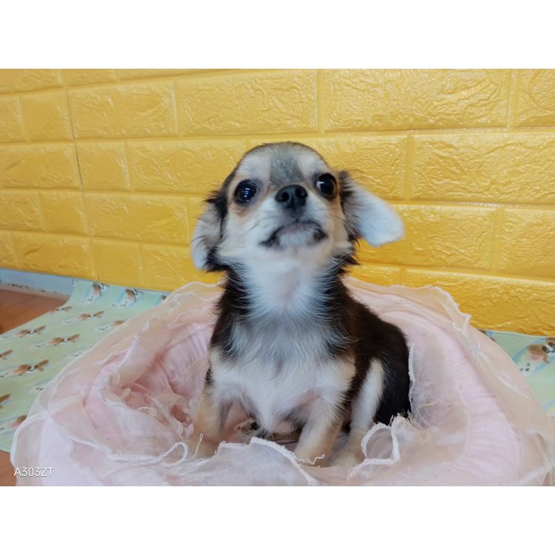 販売中の千葉県のチワワ(ロングコート)-419092の19枚目