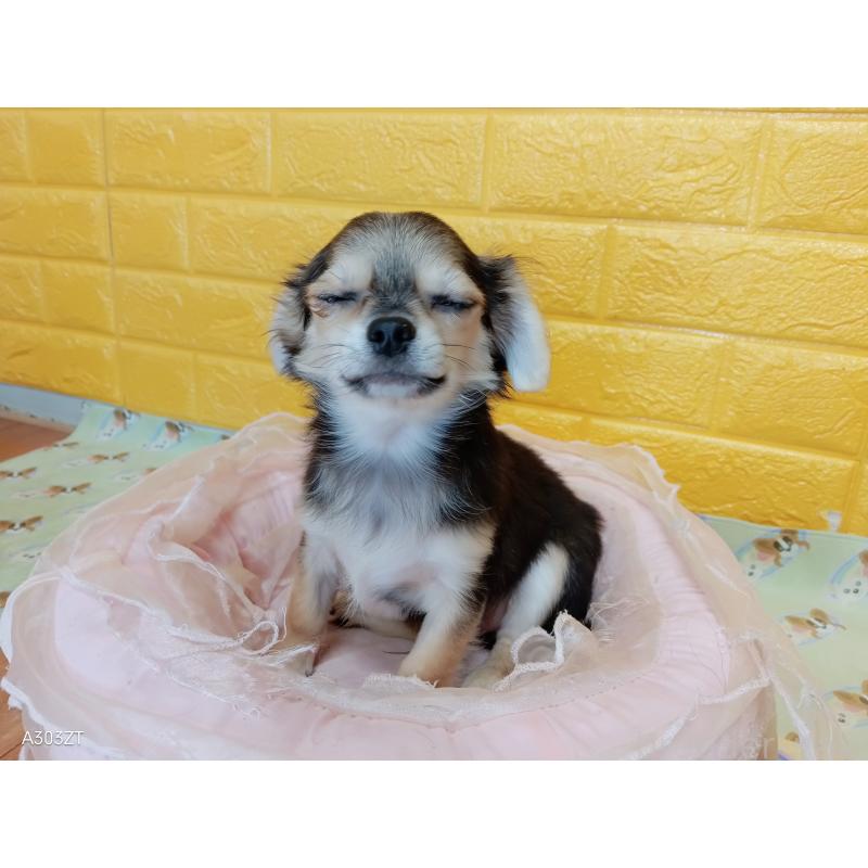 販売中の千葉県のチワワ(ロングコート)-419092の18枚目