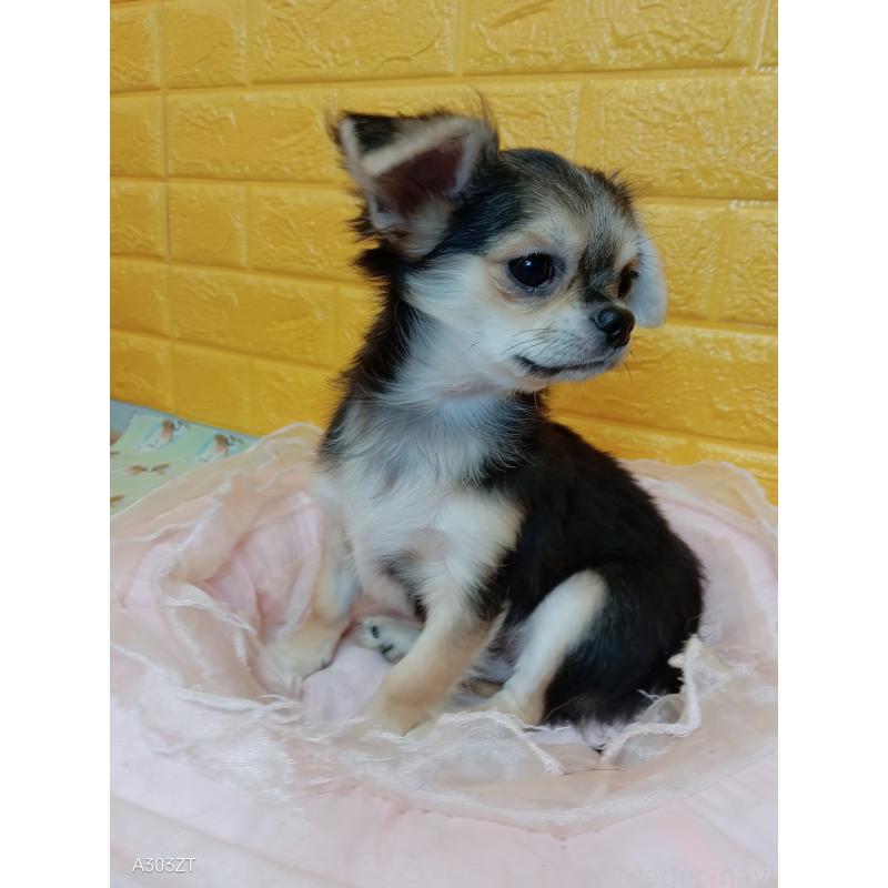 販売中の千葉県のチワワ(ロングコート)-419092の17枚目