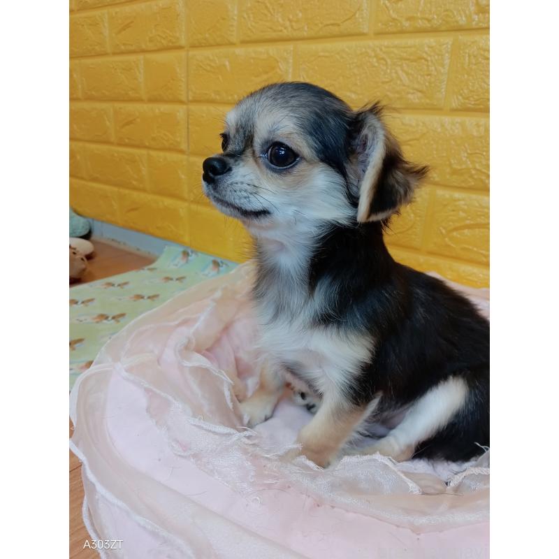 販売中の千葉県のチワワ(ロングコート)-419092の16枚目