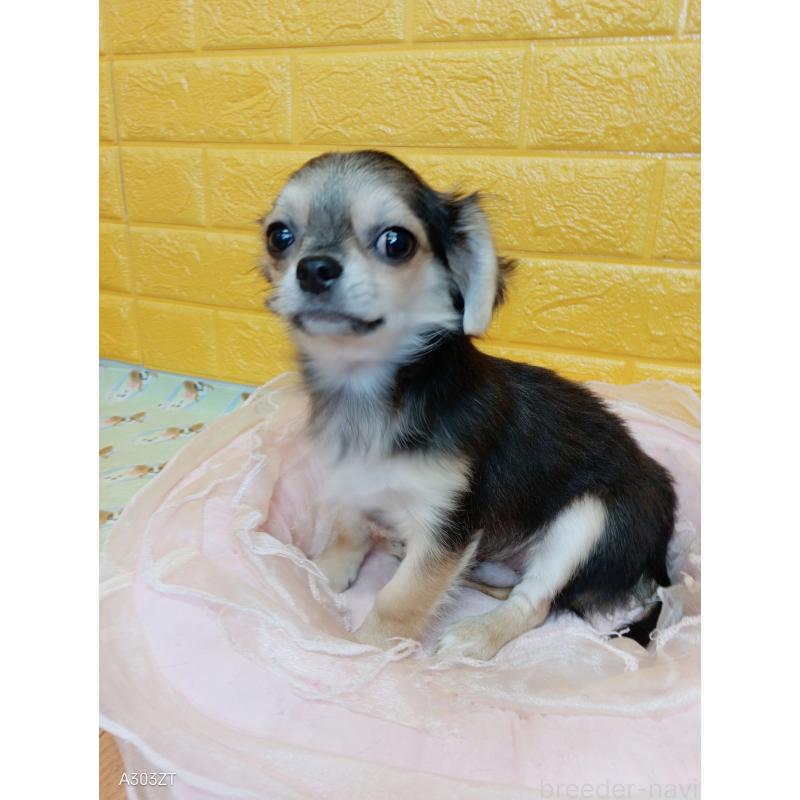 販売中の千葉県のチワワ(ロングコート)-419092の15枚目