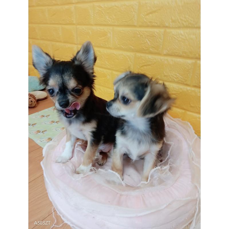 販売中の千葉県のチワワ(ロングコート)-419092の14枚目