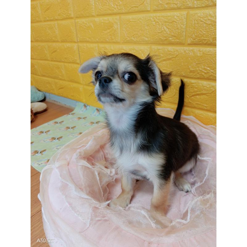 販売中の千葉県のチワワ(ロングコート)-419092の13枚目