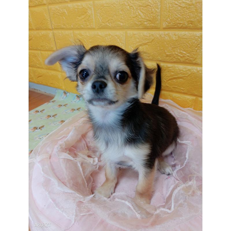 販売中の千葉県のチワワ(ロングコート)-419092の12枚目