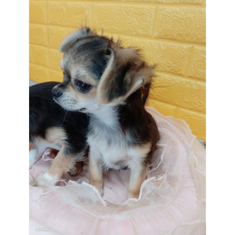 販売中の千葉県のチワワ(ロングコート)-419092の11枚目