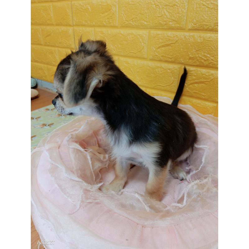 販売中の千葉県のチワワ(ロングコート)-419092の10枚目