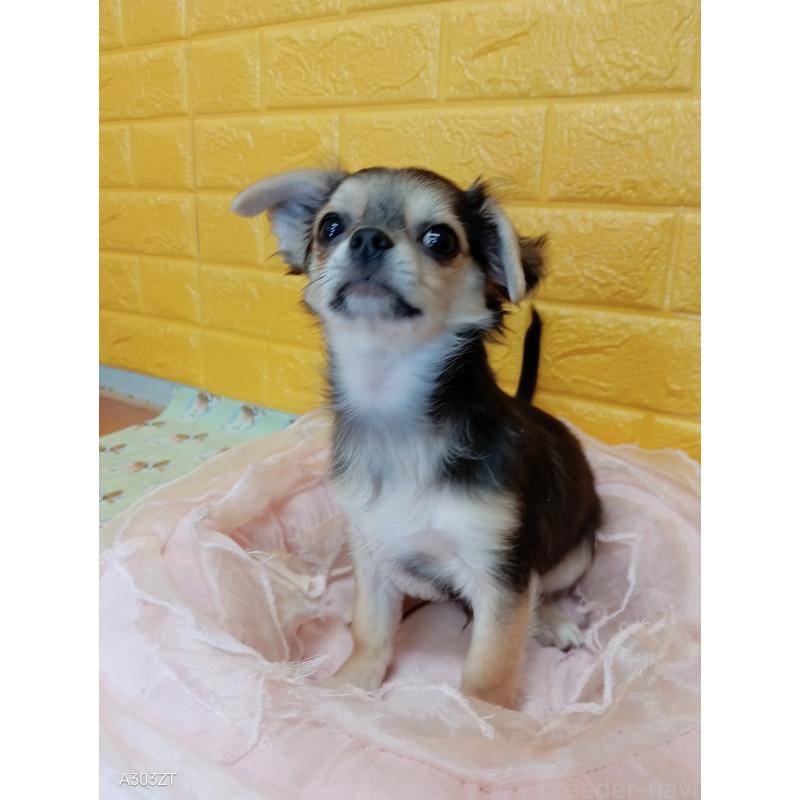 販売中の千葉県のチワワ(ロングコート)-419092の9枚目