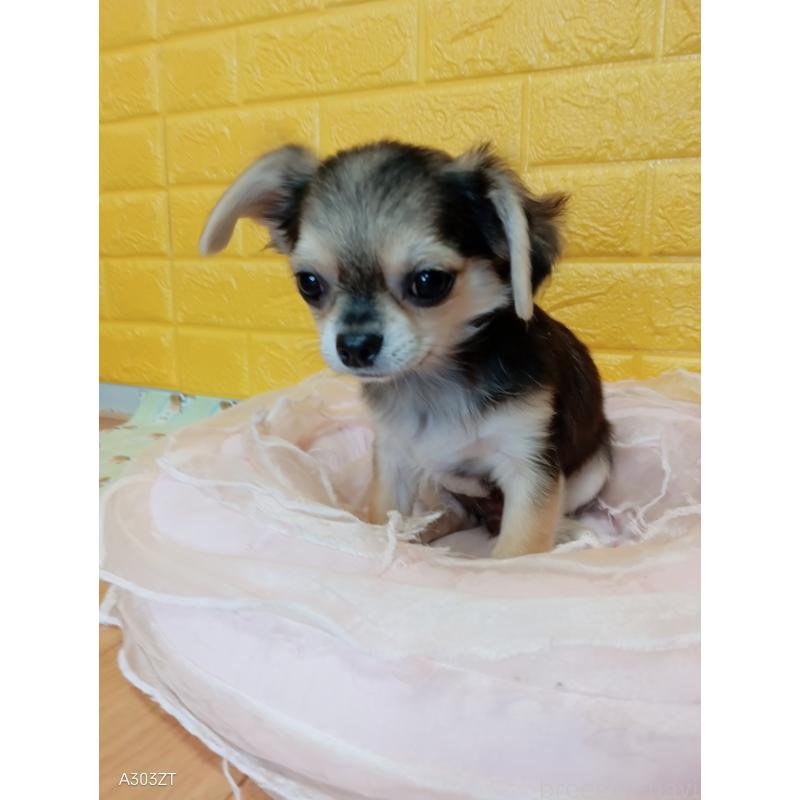 販売中の千葉県のチワワ(ロングコート)-419092の8枚目