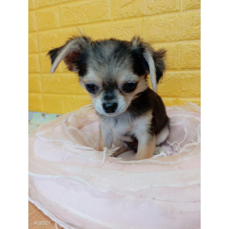 販売中の千葉県のチワワ(ロングコート)-419092の7枚目