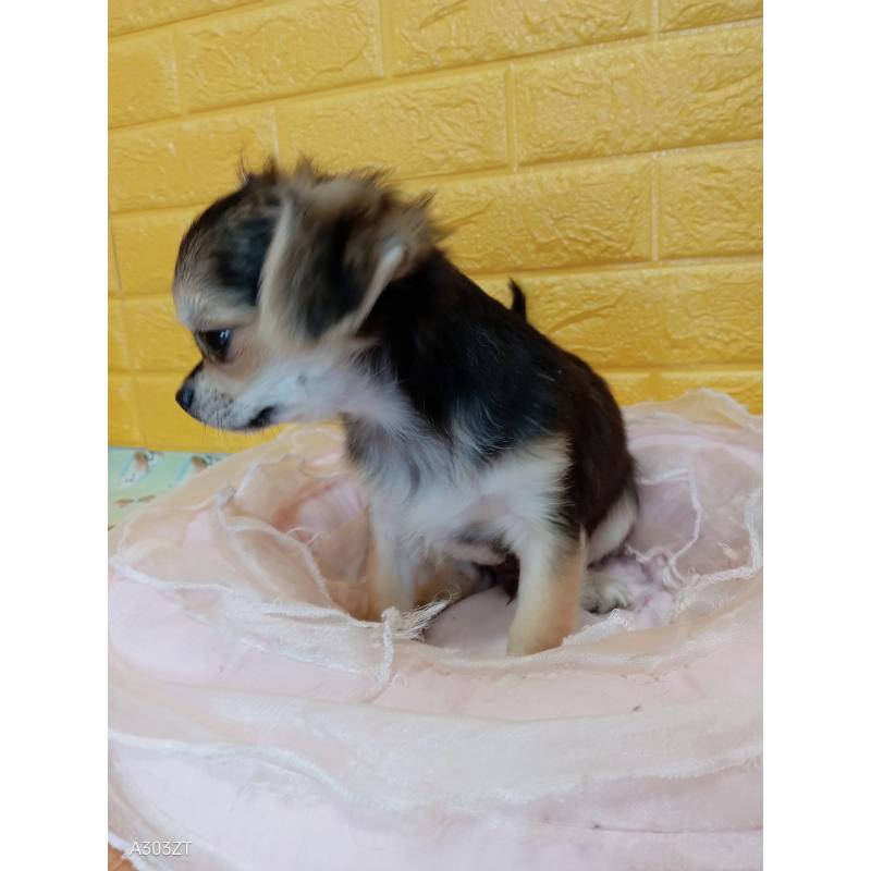 販売中の千葉県のチワワ(ロングコート)-419092の6枚目