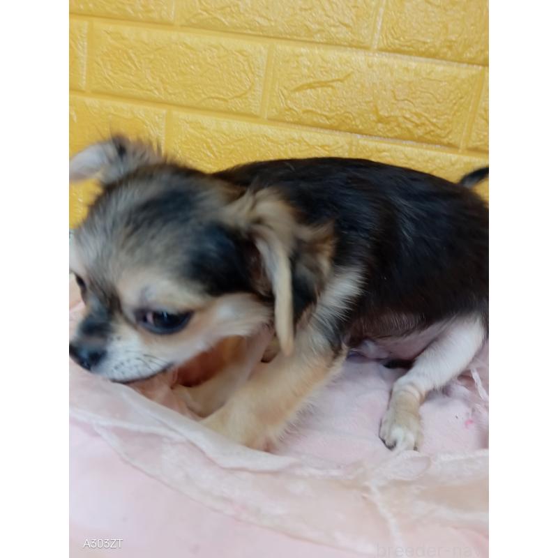 販売中の千葉県のチワワ(ロングコート)-419092の5枚目