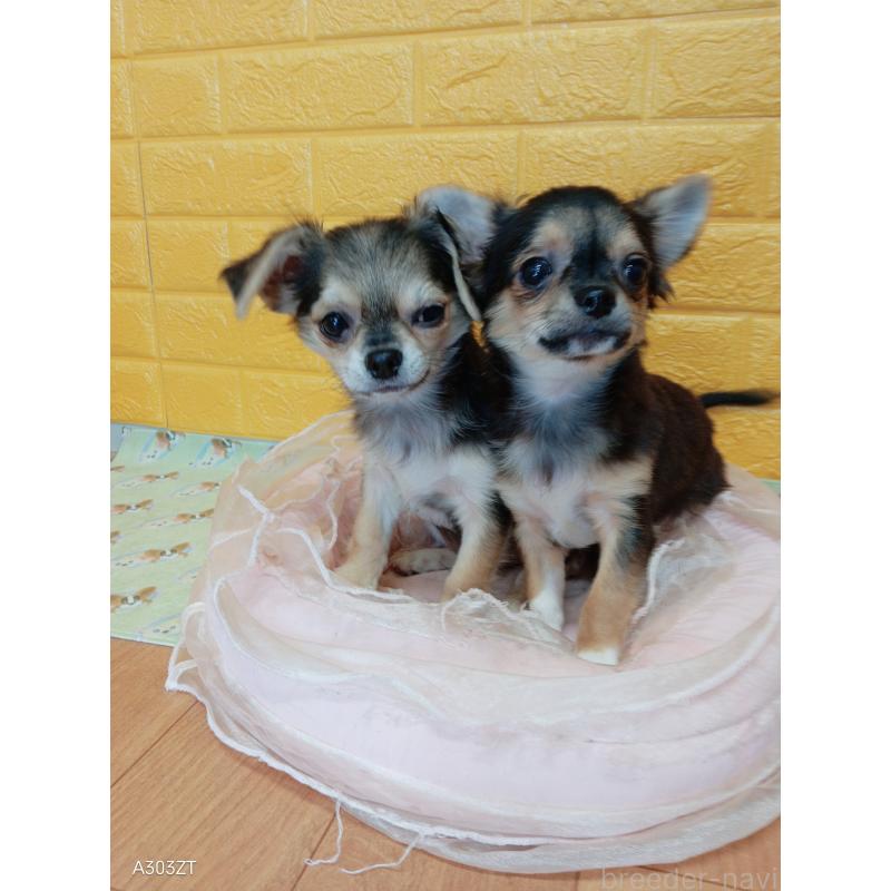 販売中の千葉県のチワワ(ロングコート)-419092の4枚目