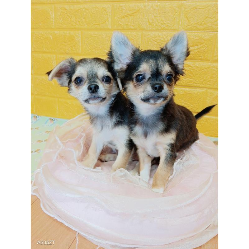 販売中の千葉県のチワワ(ロングコート)-419092の3枚目