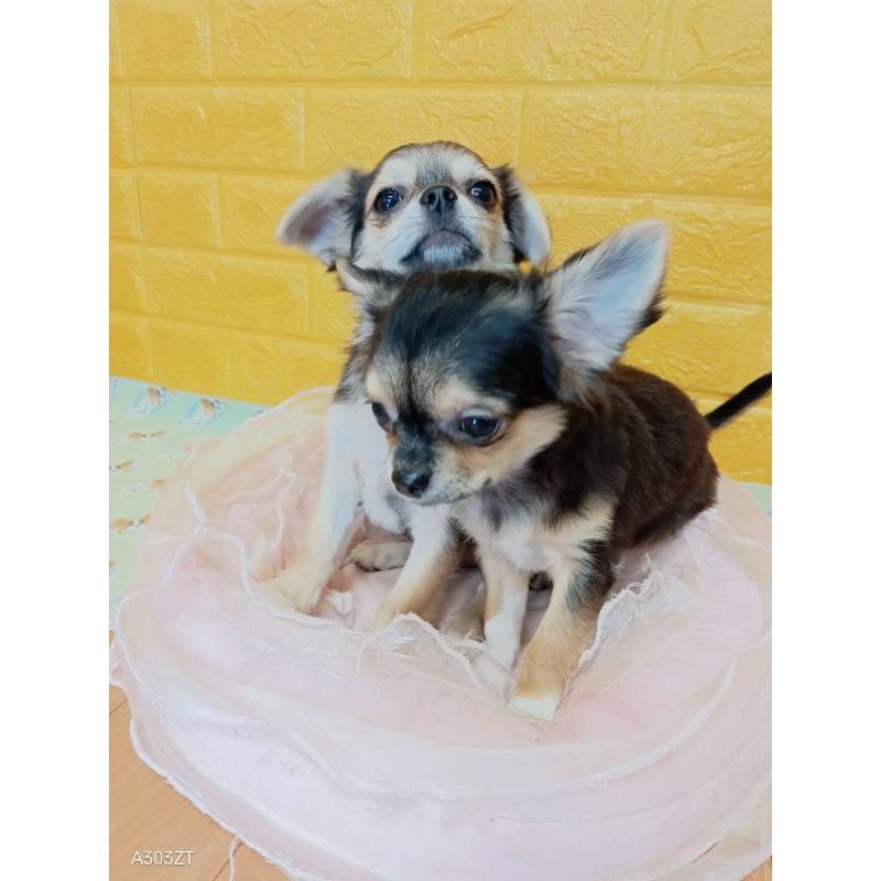 販売中の千葉県のチワワ(ロングコート)-419092の2枚目