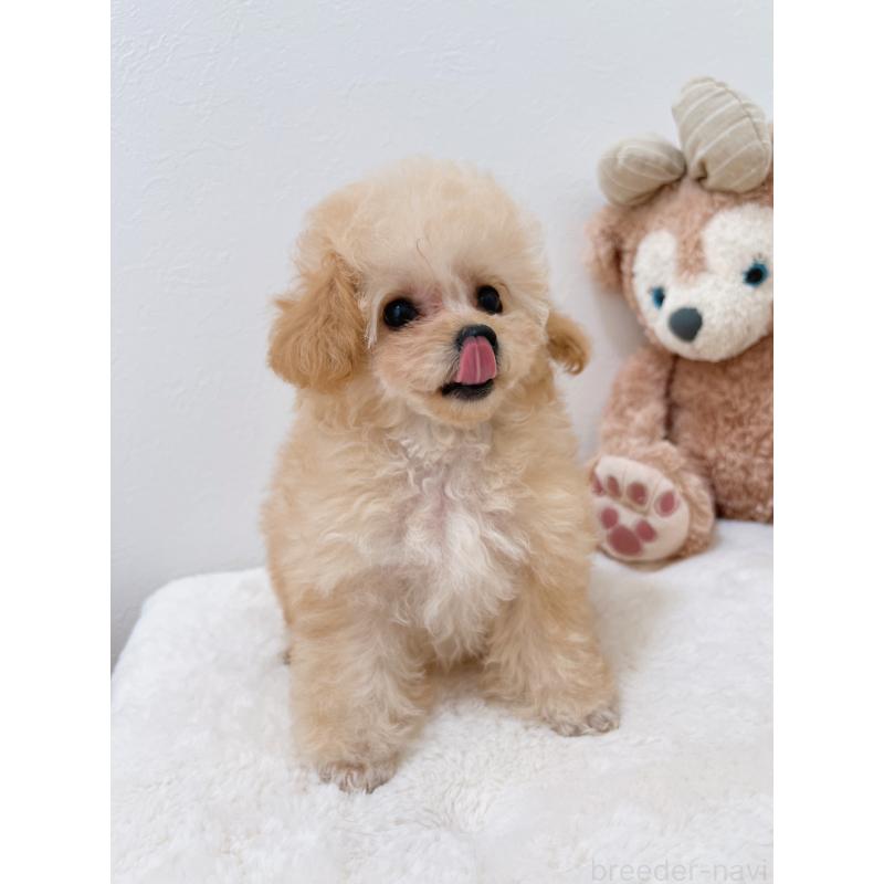 販売中の福岡県のティーカッププードル-418235の6枚目