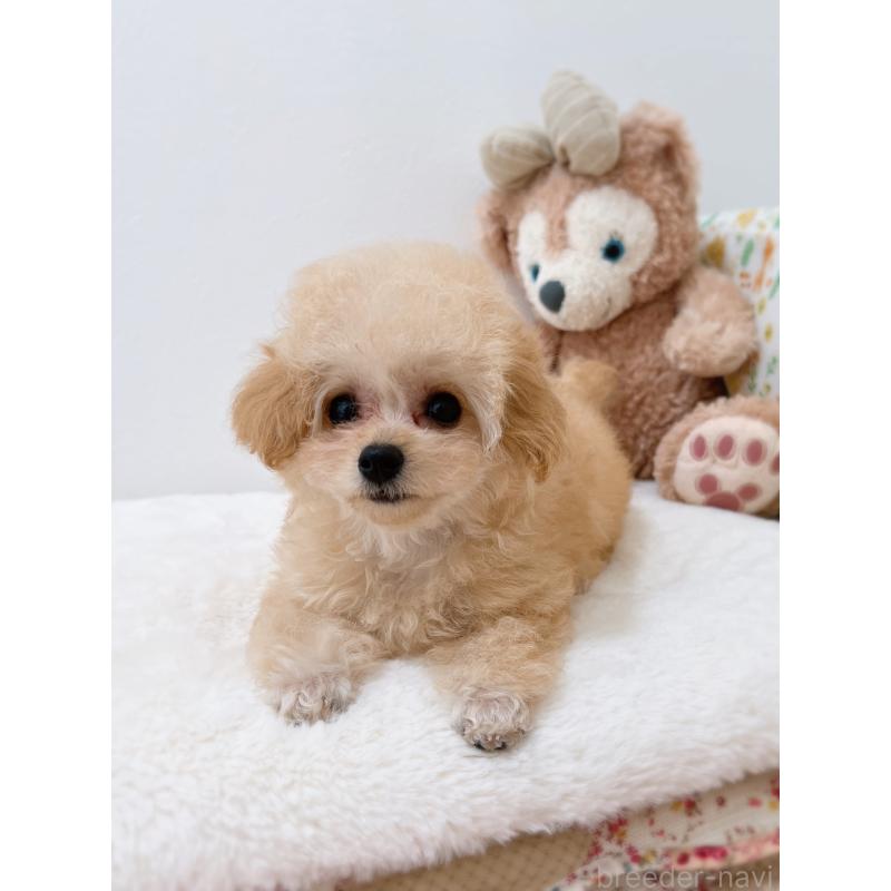 販売中の福岡県のティーカッププードル-418235の5枚目