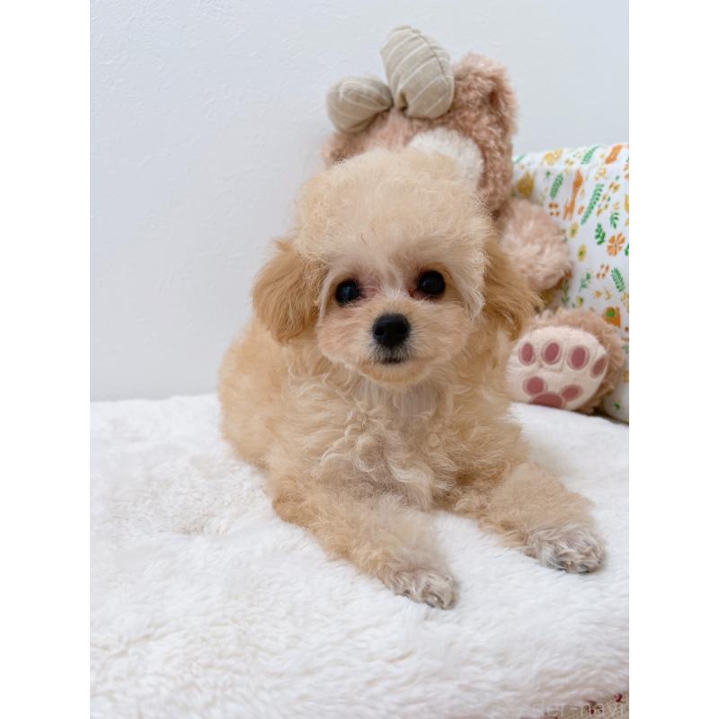 販売中の福岡県のティーカッププードル-418235の4枚目