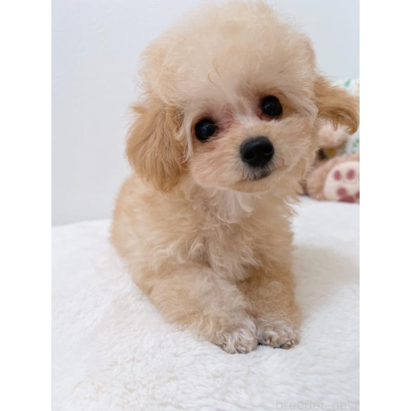 販売中の福岡県のティーカッププードル-418235の3枚目