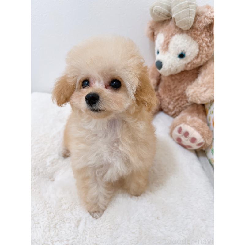 販売中の福岡県のティーカッププードル-418235の2枚目