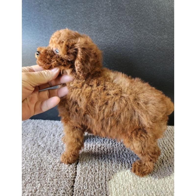 販売中の群馬県のトイプードル-425529の5枚目
