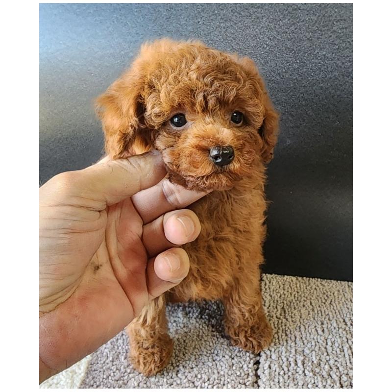 販売中の群馬県のトイプードル-425529の4枚目