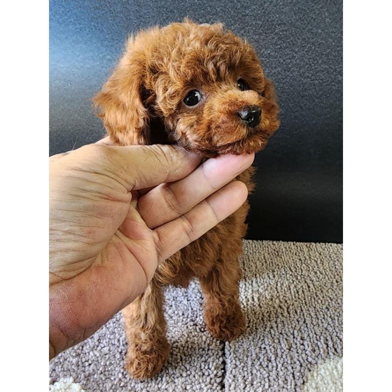 販売中の群馬県のトイプードル-425529の2枚目