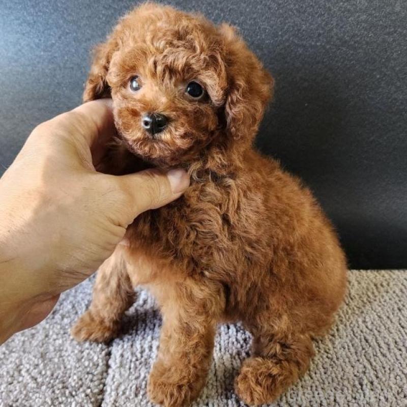 販売中の群馬県のトイプードル-425529の1枚目