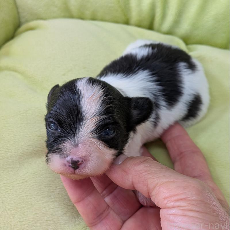 販売中の埼玉県のパピヨン-425530の4枚目