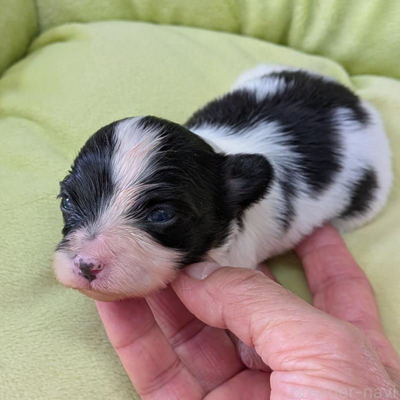 販売中の埼玉県のパピヨン-425530の3枚目