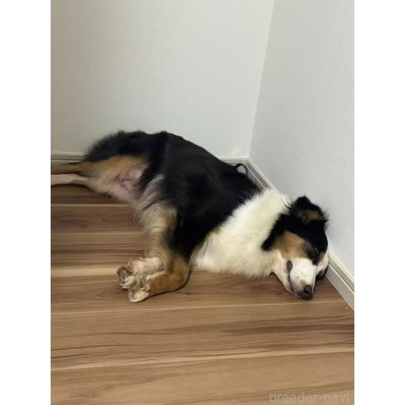 宝妹ちゃん1枚目