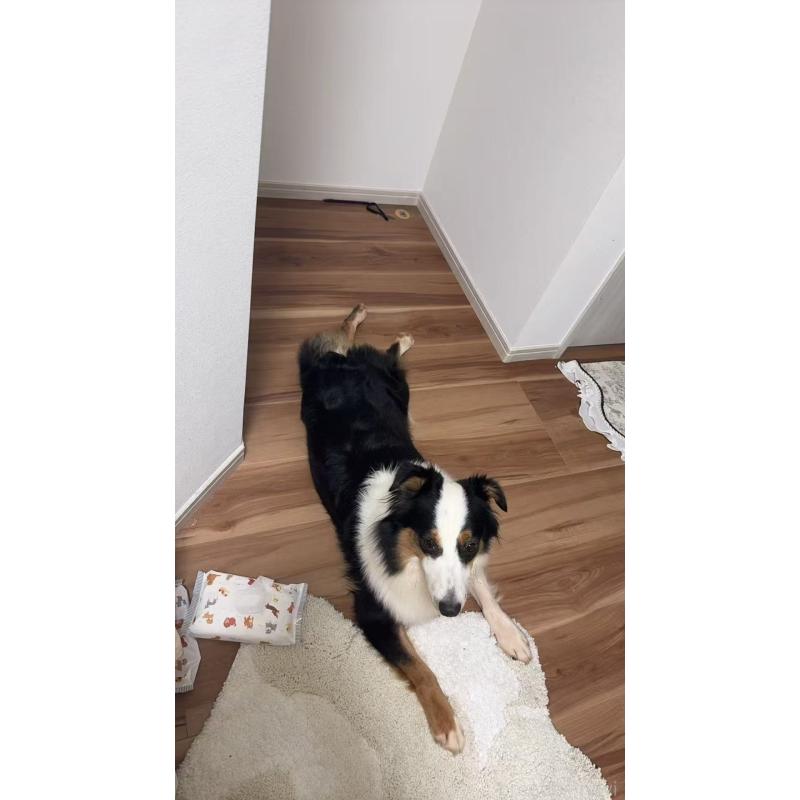 宝妹ちゃん1枚目