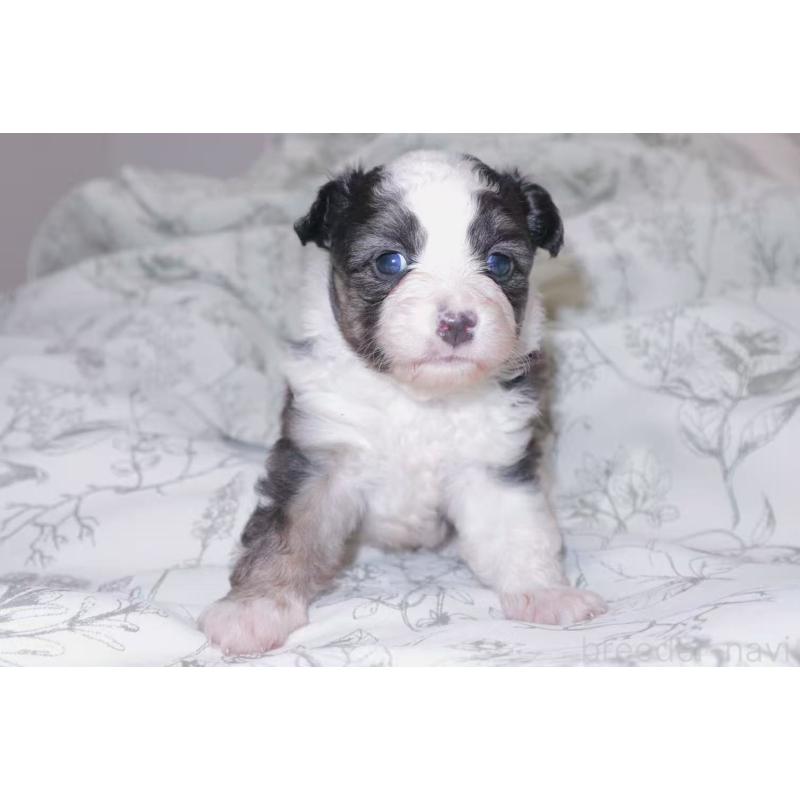 販売中の茨城県のミニチュアアメリカンシェパード-425531の8枚目