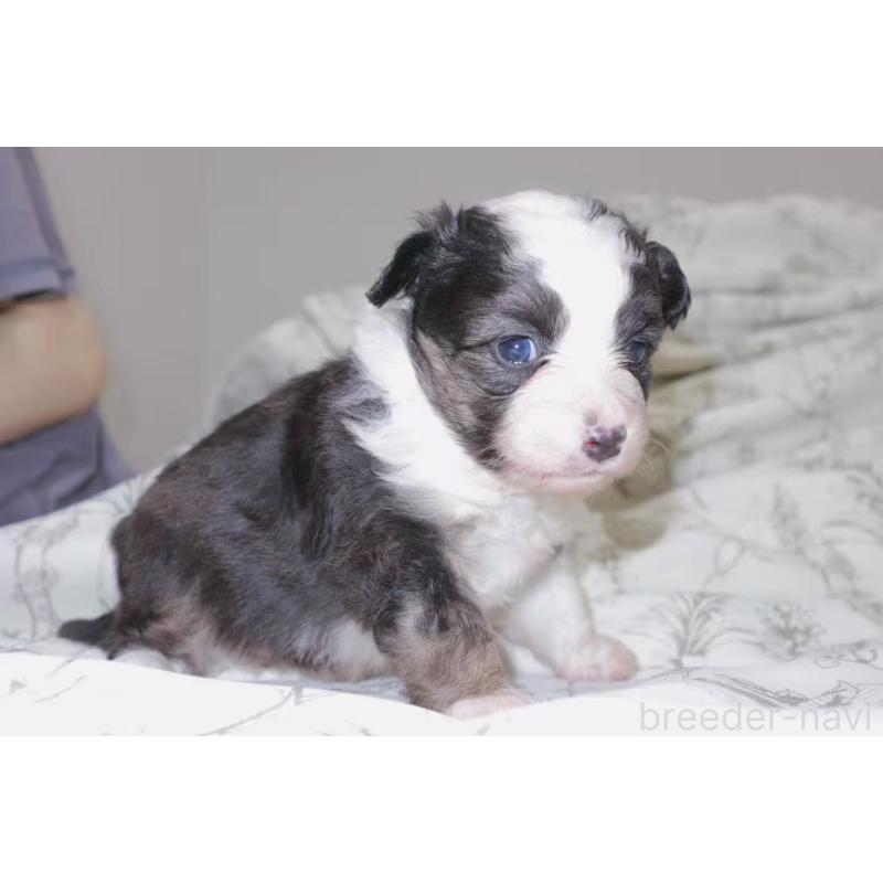 販売中の茨城県のミニチュアアメリカンシェパード-425531の7枚目