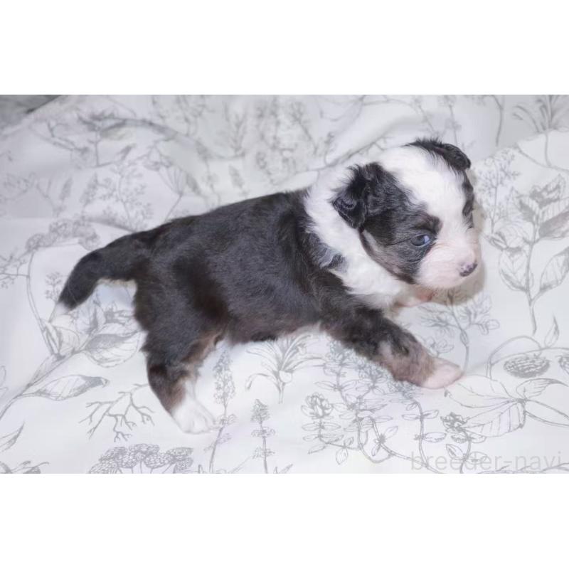 販売中の茨城県のミニチュアアメリカンシェパード-425531の6枚目