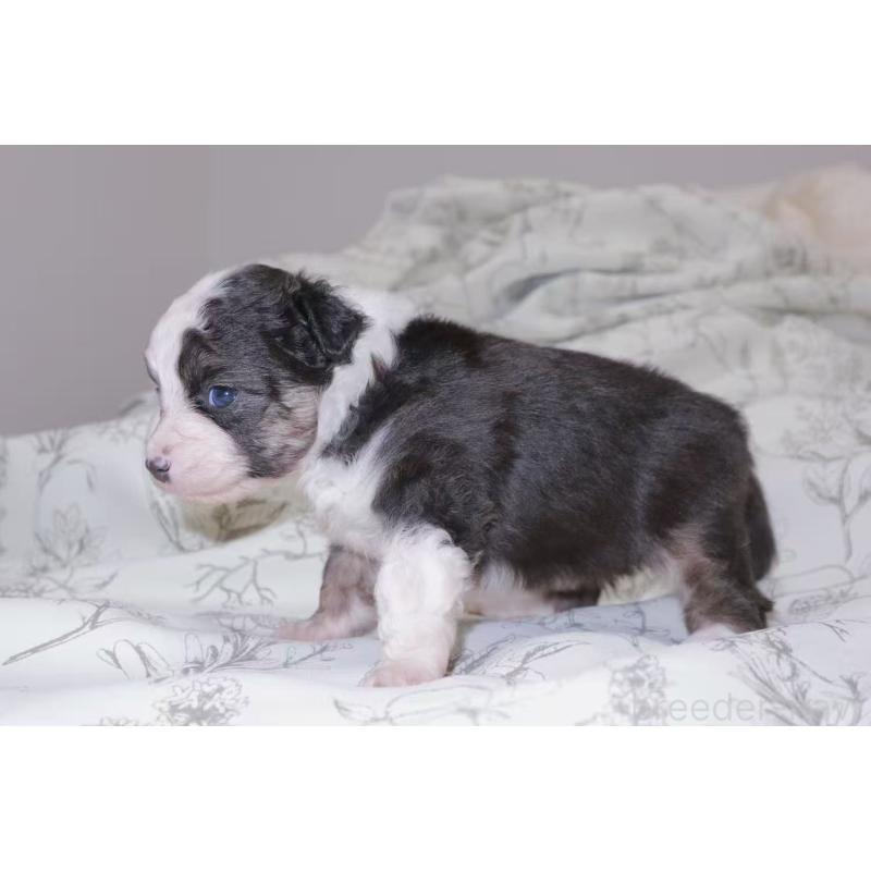 販売中の茨城県のミニチュアアメリカンシェパード-425531の5枚目